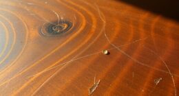 restore shine without polishing